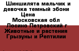IШиншилята мальчик и девочка темный эбони › Цена ­ 1 500 - Московская обл., Лосино-Петровский г. Животные и растения » Грызуны и Рептилии   